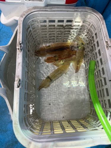 ケンサキイカの釣果
