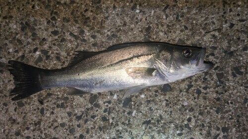 セイゴ（マルスズキ）の釣果