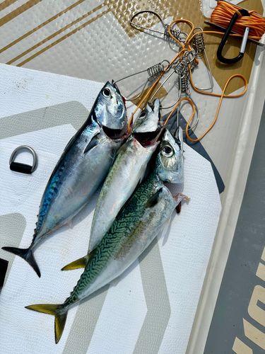 ソウダガツオの釣果