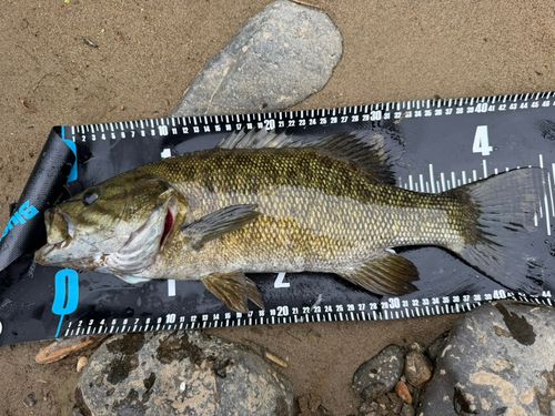 スモールマウスバスの釣果