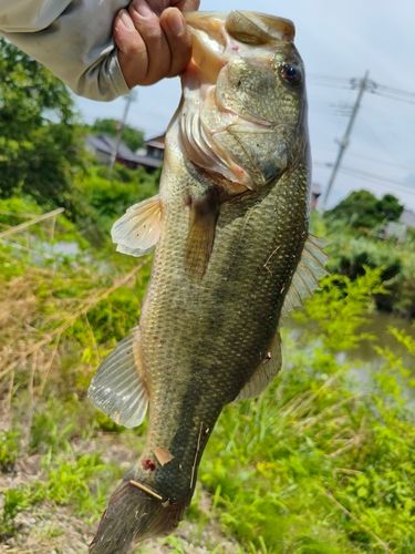 ラージマウスバスの釣果