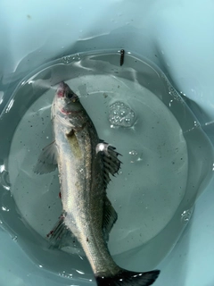 釣果