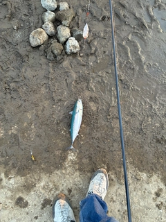 ソウダガツオの釣果