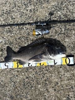 クロダイの釣果