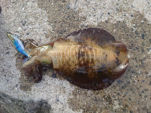 アオリイカの釣果