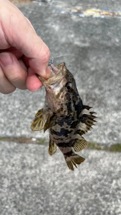 タケノコメバルの釣果