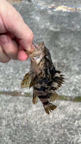 タケノコメバルの釣果