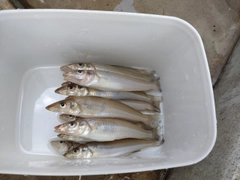 キスの釣果