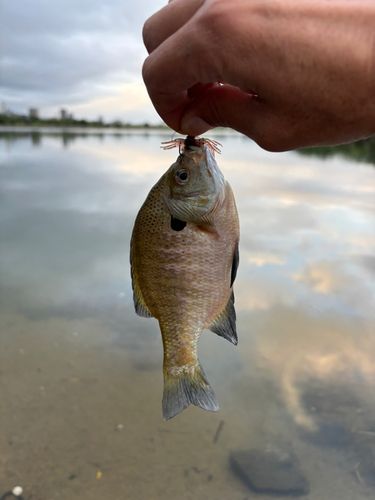ブルーギルの釣果