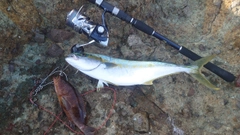 ヒラマサの釣果