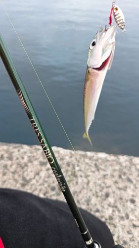 サバの釣果