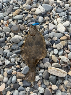 ソゲの釣果