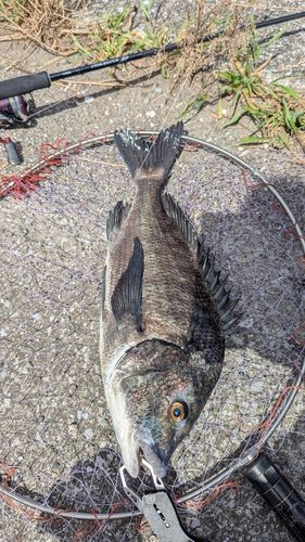 チヌの釣果
