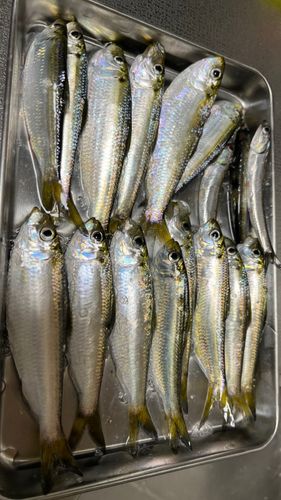 サッパの釣果