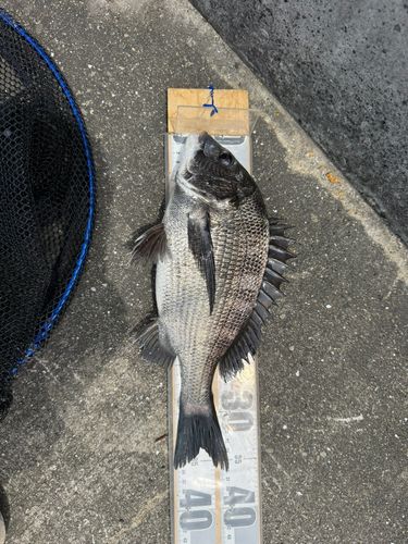 チヌの釣果