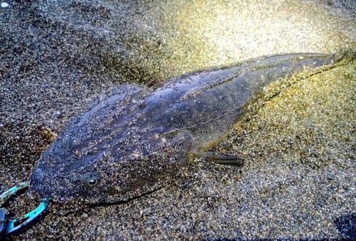 マゴチの釣果