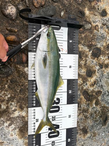 フクラギの釣果