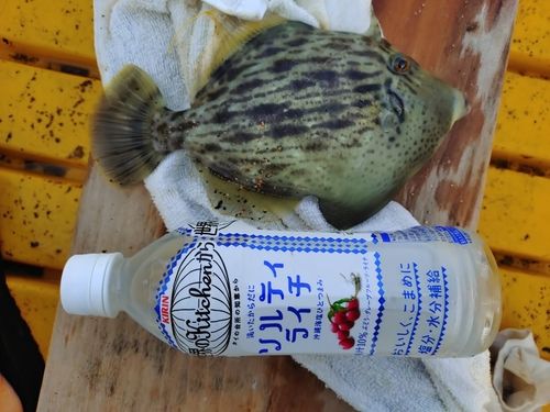 カワハギの釣果