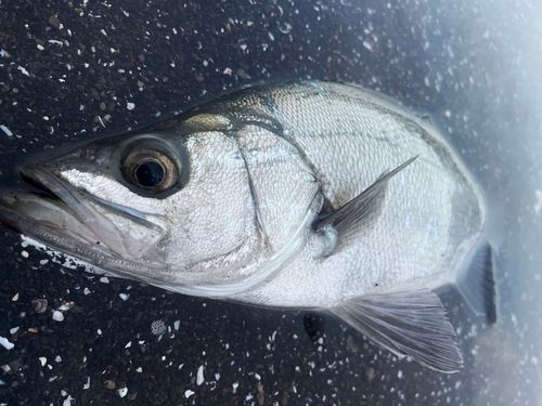 ヒラスズキの釣果