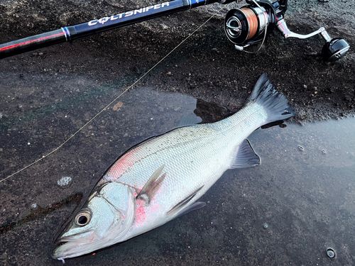 ヒラスズキの釣果
