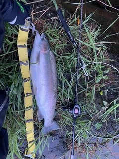 ニジマスの釣果