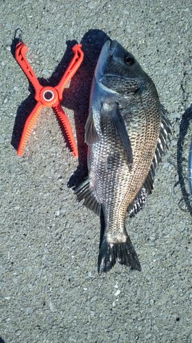 クロダイの釣果
