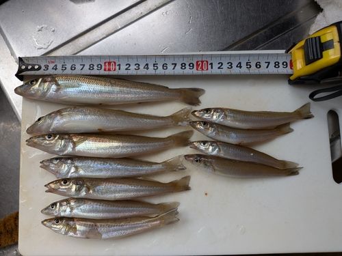 キスの釣果