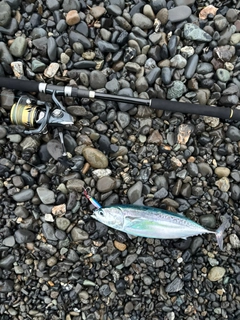 ソウダガツオの釣果