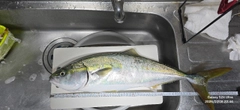 ワラサの釣果