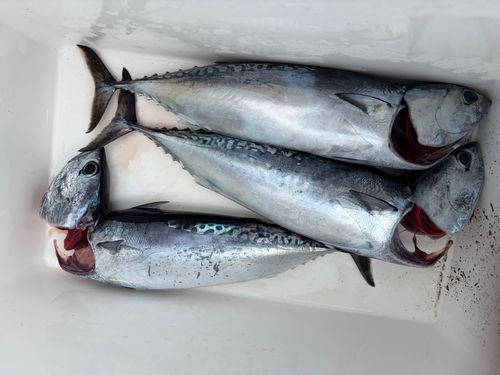 ソウダガツオの釣果