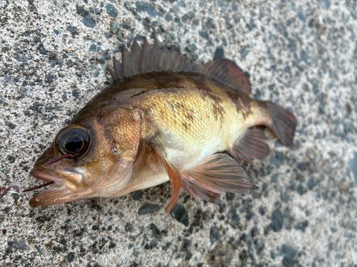 メバルの釣果
