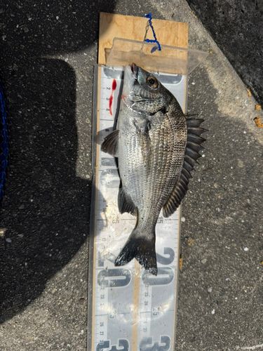チヌの釣果