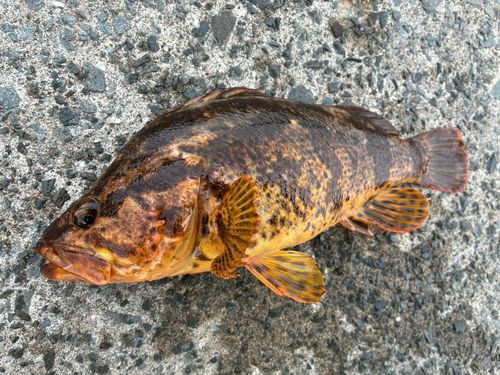 タケノコメバルの釣果