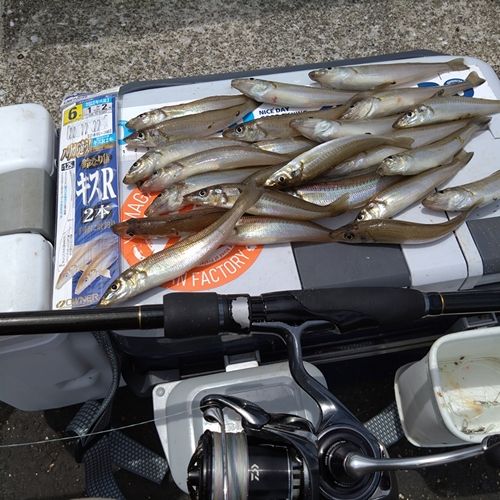 シロギスの釣果