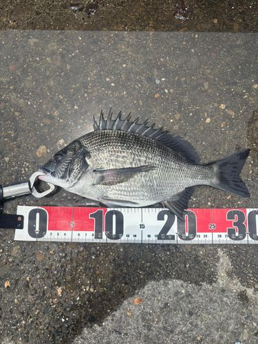 チヌの釣果