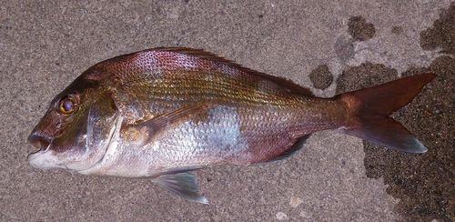 マダイの釣果