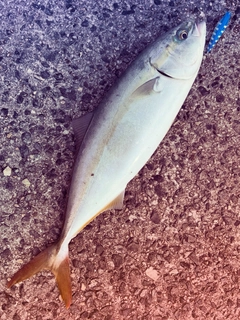 ハマチの釣果