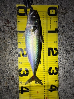 マサバの釣果