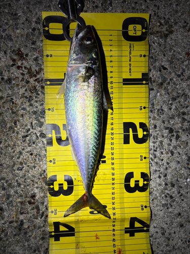 マサバの釣果