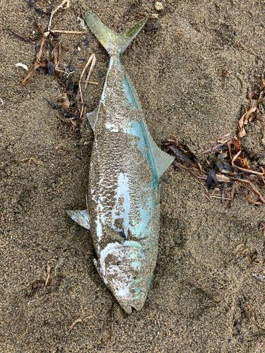 イナダの釣果