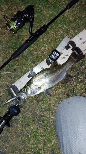 フッコ（ヒラスズキ）の釣果