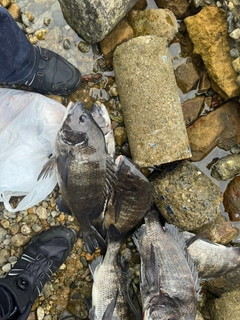 チヌの釣果