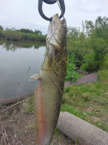 ナマズの釣果
