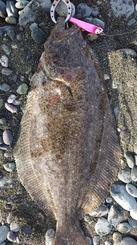 ヒラメの釣果