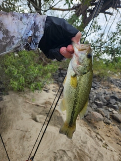 ラージマウスバスの釣果
