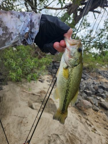 ラージマウスバスの釣果