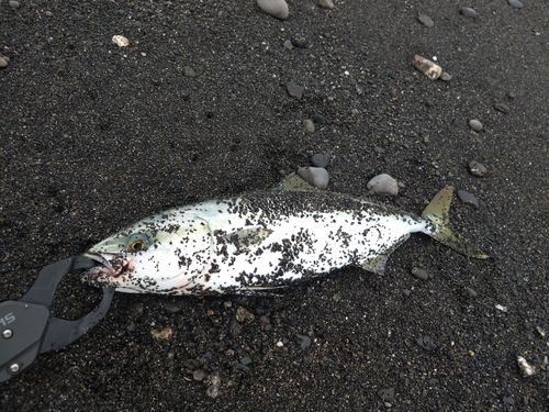 イナダの釣果