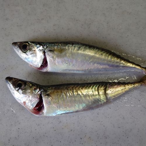サバの釣果