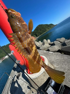 アコウの釣果