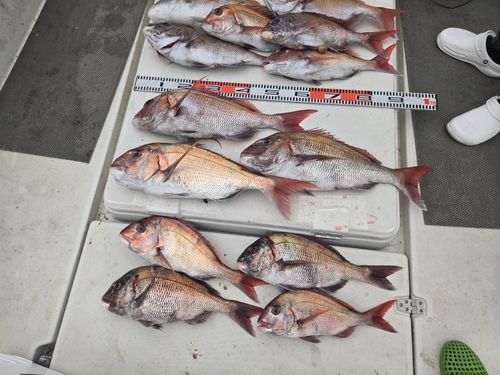 マダイの釣果